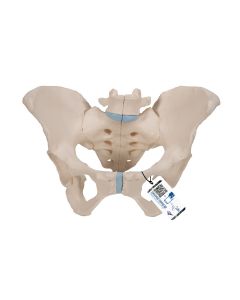 Female Pelvis - 3 part