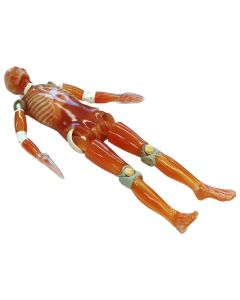 PE-2E CT Whole Body Phantom with Pathologies