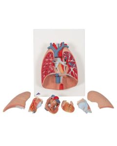 Human Lung Model with Larynx, 7 part