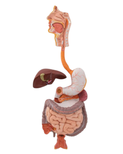 Human Digestive System Model, 3 part
