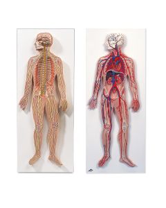 •	Anatomy Set Nervous & Circulatory Systems 