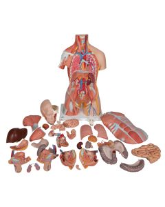 Deluxe Dual Sex Human Muscle Torso Model (31 part)
