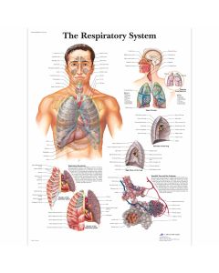 The Respiratory System Laminated Chart 