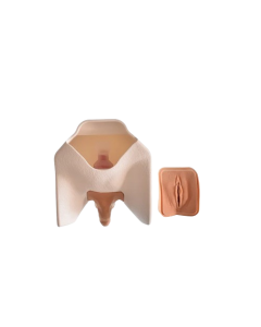 Catheterisation Trainer