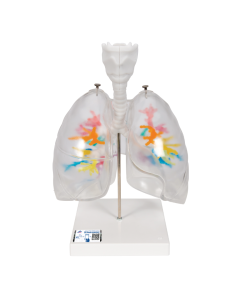 CT Bronchial Tree Model with Larynx & Transparent Lungs 