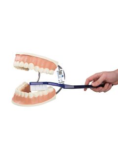 Giant Dental Care Model, 3 times life size